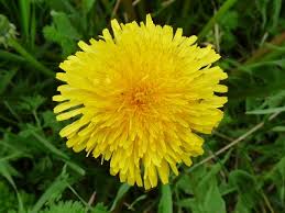 Image result for dandelion