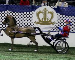 Image of Hackney Pony