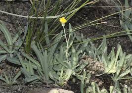 Sonchus maritimus L. | Flora of Israel Online