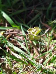 Biscutella didyma L. (World flora) - Pl@ntNet identify