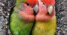 Virtual villagers 2 parrots kissing girlfriend prank <?=substr(md5('https://encrypted-tbn3.gstatic.com/images?q=tbn:ANd9GcQ-iLUW6eqZ2pKq5fvq7aDcibgfnxsufvlHdSV2_Qirmkb4QipTQ94-AKA2'), 0, 7); ?>