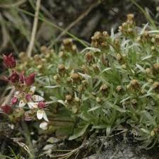 Gnaphalium supinum | Online Atlas of the British and Irish Flora