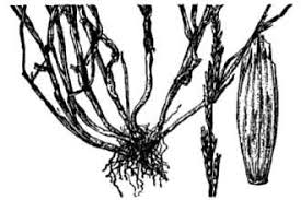 Plants Profile for Glyceria declinata (waxy mannagrass)