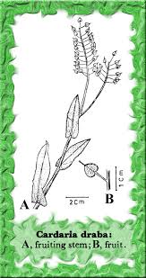 Cardaria draba in Flora of Pakistan @ efloras.org