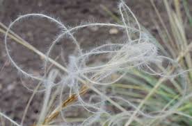 Stipa pulcherrima|golden feather grass/RHS Gardening