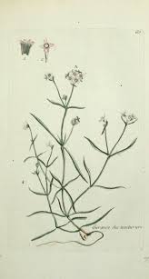 Asperula tinctoria L. - Encyclopedia of Life