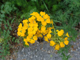 Erysimum aurantiacum - Un fiore più unico che raro sui verdi declivi ...