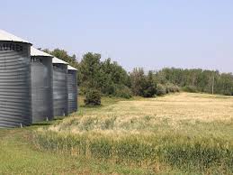 drought withers Drought Continues to Devastate Saskatchewan with Limited Forecasted Relief
