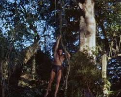 Tarzan swinging through the trees on a vine