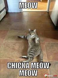 funny-cat-meow-meme-pics | Bajiroo.com via Relatably.com