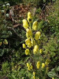 Aconitum anthora - Wikipedia