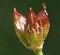 Juncus articulatus (Jointed Rush): Minnesota Wildflowers