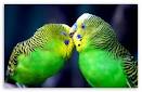 pictures of 2 parrots talking