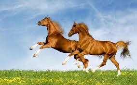 Hasil gambar untuk Dua Kuda
