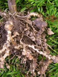 nematodes in soil ile ilgili görsel sonucu