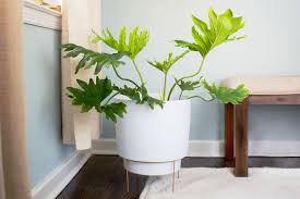 Tree Philodendron (Philodendron bipinnatifidum): Care Guide