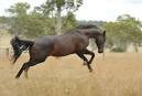 Znalezione obrazy dla zapytania australian stock horse