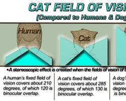 Human visual field vs Cat visual field
