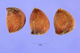 Plants Profile for Cydonia oblonga (quince)