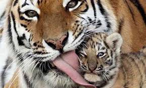 Image result for baby animals