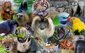 Resultado de imagen para collage de animales
