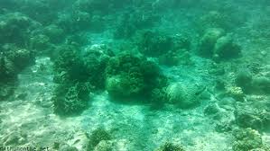 Image result for corals in boracay]