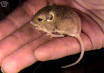 silky pocket mouse