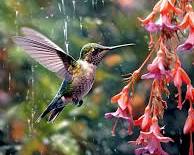 Image of colorful hummingbird hovering near a flower