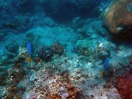 Image result for under the sea
