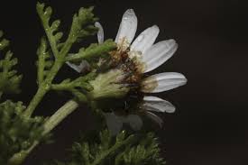 Anthemis hyalina DC. | Flora of Israel Online