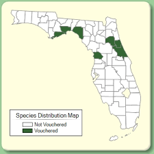 Zannichellia palustris - Species Page - ISB: Atlas of Florida Plants