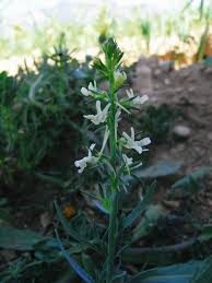 Linaria chalepensis (L.) Mill. | Plants of the World Online | Kew Science
