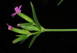 Silene crassipes Fenzl | Plants of the World Online | Kew Science
