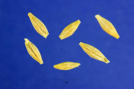 Plants Profile for Hordeum vulgare (common barley)