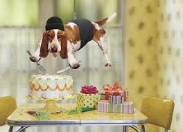 Image result for funny birthday pictures
