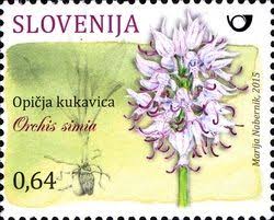 WNS: SI008.15 (Flora - Monkey Orchid (Orchis simia)) | Monkey ...
