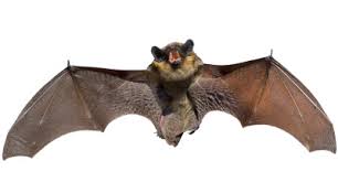 Resultado de imagem para morcegos do brasil