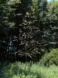 Agrostis gigantea - Michigan Flora