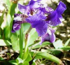 Iris pseudopumila - Wikipedia