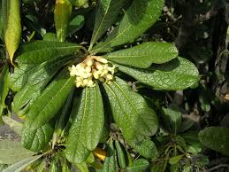 Pittosporaceae - Wikipedia