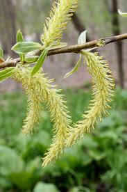Salix alba - Michigan Flora
