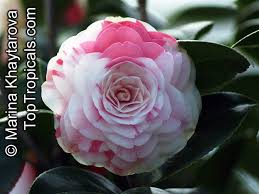 Resultado de imagen de camellia japonica