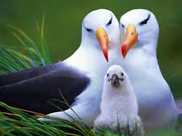 Resultado de imagen de albatros