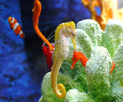 Image result for the seahorse