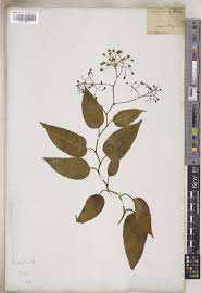 Adenostyles Cass. | Plants of the World Online | Kew Science