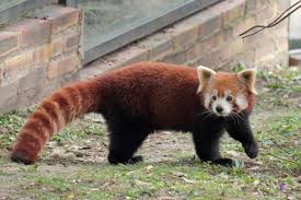 Résultat de recherche d'images pour 'panda roux'