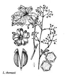 Sp. Lereschia thomasii - florae.it