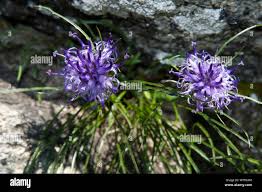 Rhaetian Rampion (Phyteuma hedraianthifolium) in flower ...