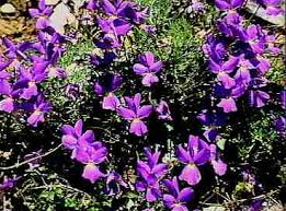 Viola nebrodensis - Wikipedia