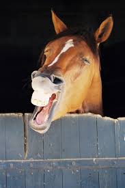 Résultat de recherche d'images pour "image de cheval qui sourit"